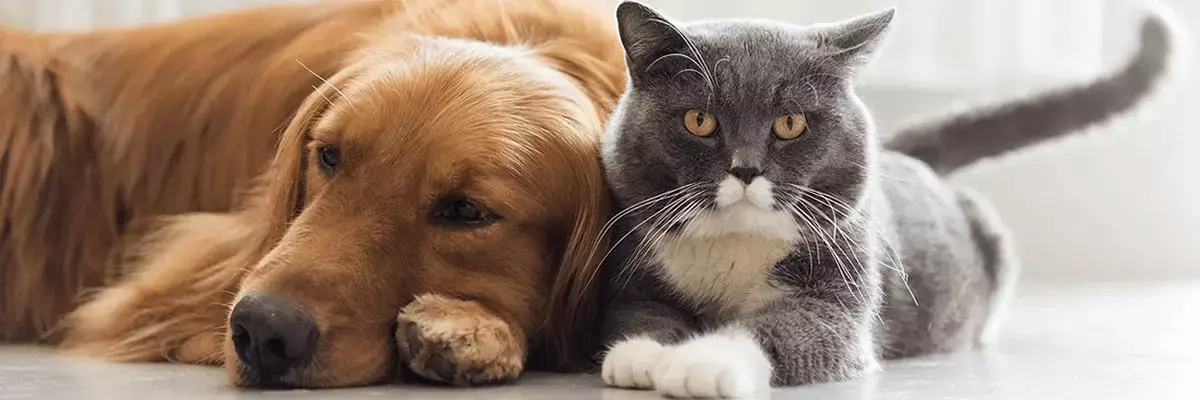 Mascotas en Conviasa